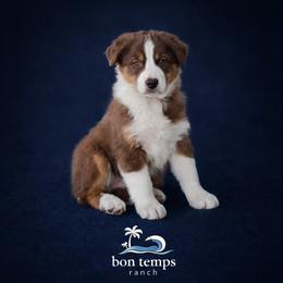 Flash - Red tri-color male Australian Shepherd puppy in Diberville, Mississippi from Bon Temps Ranch