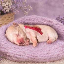 Daisy - Parti female Miniature Schnauzer puppy in Magalia, California from NorCal Schnauzers