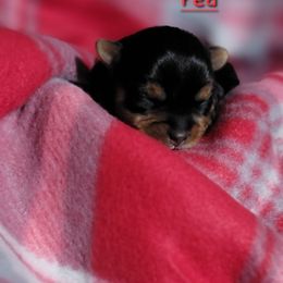 Red girl - Black and tan female Yorkshire Terrier puppy in Pineville, Kentucky from Yorkies of Pineville