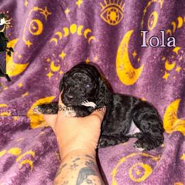Iola - Parti female Poodle puppy in Winston Salem, North Carolina from Bewitching Kennels