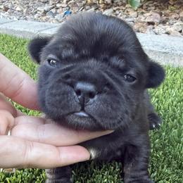 Black Boy - Black male French Bulldog puppy in Gilbert, Arizona from Gilbert Puppies