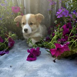 Black Collar Male - Red male Pembroke Welsh Corgi puppy in Tenino, Washington from LoneStar Corgis NW