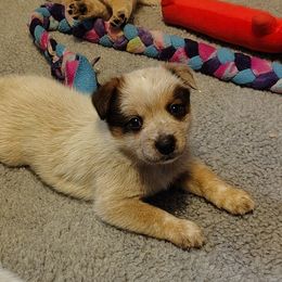 Falx - Red speckled male Australian Cattle Dog puppy in Rogue River, Oregon from FullMoon Cattle Dogs