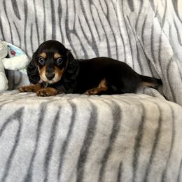 Dachshund Puppies from Kim’s Mini Weiners