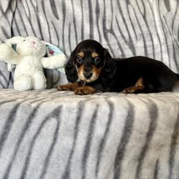 Dachshund Puppies from Kim’s Mini Weiners