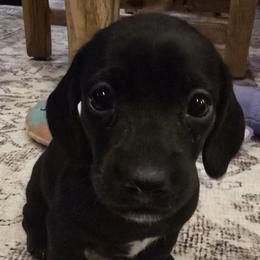 Dachshunds from Ziva's Friends