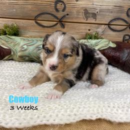 Cowboy - Blue merle male Miniature Australian Shepherd puppy in El Dorado Springs, Missouri from OR Aussies