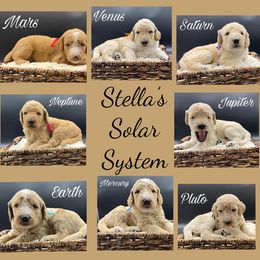 Labradoodle Puppies from Bipsi's Doodles