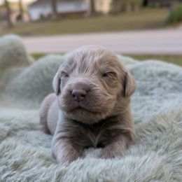 Red Boy ( Go home for Xmas ) - Gray male Newfoundland puppy in Independence, Missouri from K & L Ranch