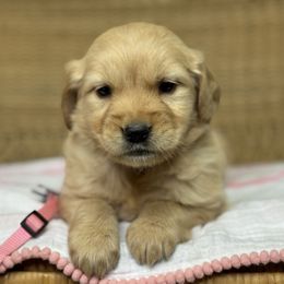Miss Pink - Golden female Golden Retriever puppy in Tonasket, Washington from Denzil’s Goldens