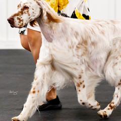 English Setters from Crown Setters
