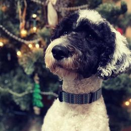 Labradoodles from Powers Doodles