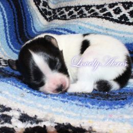 Boy 1 - Black brown and white male Papillon puppy in Missouri from Lovely Acres