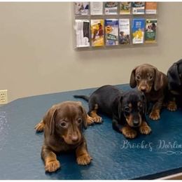 Dachshund Puppies from Brooke's Darling Dachshunds