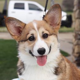 Boots - Pembroke Welsh Corgi