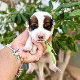Gerry - Red speckled male Australian Cattle Dog puppy in Sahuarita, Arizona from A2 Australian Cattle Dogs