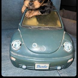 Kenny - Black and tan male Yorkshire Terrier puppy in Darrington, Washington from Seven Cedars Yorkies