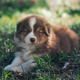 Australian Shepherd Puppies from Crystalbrook Aussies