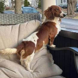 Mim - Dachshund