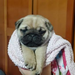 Pug Puppies from Colossal Pugs