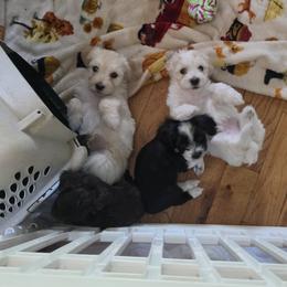 Havanese puppies from Watson Farms