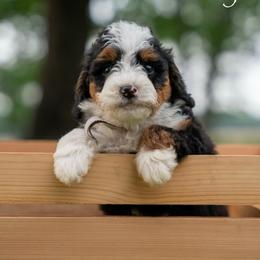 Dolly - Tri-color female Bernedoodle puppy in Stuart, Oklahoma from G Ridge Kennels