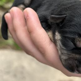 Boy 2 - Miniature Schnauzer puppy in Dunkirk, Indiana from Walker's Schnauzers