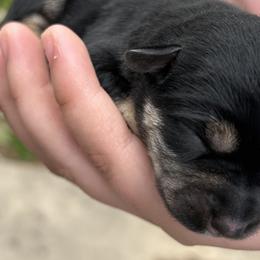 Boy 2 - Miniature Schnauzer puppy in Dunkirk, Indiana from Walker's Schnauzers