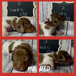 Dachshund Puppies from Darling Doxies of Ocala