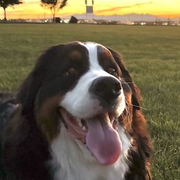 Bonnie - Bernese Mountain Dog