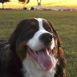 Bonnie - Bernese Mountain Dog