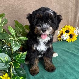 Chilly - Tri-color female Bernedoodle puppy in Seymour, Missouri from D and D’s Dandy Doodles