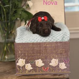 Nova - Chocolate female Australian Labradoodle puppy in Citrus Heights, California from Elite Blend Labradoodles
