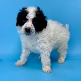 Stuffing - Parti male Poodle puppy in Greeneville, Tennessee from Smokey Mountain Sheepadoodles