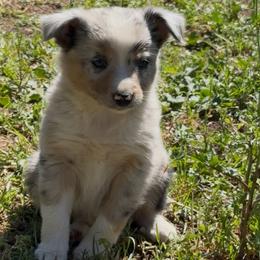 Molly - Blue merle female Border Collie puppy in North Lakeport, California from Wild Rose Ranch