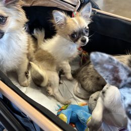 Miranda - Sable spotted white female Chihuahua puppy in Palmyra, Indiana from Country Star Chihuahuas