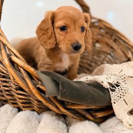 Cinderella - Red female Dachshund puppy in Red Bluff, California from Down The Hill Potterdale