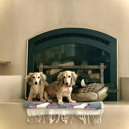 Dachshund Puppies from Northwest Dachshunds
