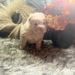 Stefon - Cream dilute male Chinese Shar-Pei puppy in Lehigh Acres, Florida from Florida Wrinkles