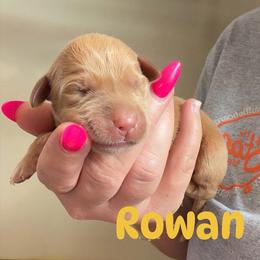 Rowan - Yellow male Labrador Retriever puppy in Lucasville, Ohio from Backwoods Labradors
