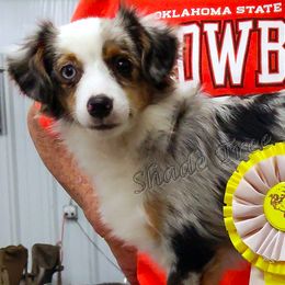Miniature American Shepherds, Miniature Australian Shepherds, and Toy Australian Shepherds from Shade Tree Aussies