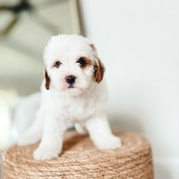 David - Parti male Goldendoodle puppy in Punta Gorda, Florida from Transformation Acres Goldendoodle