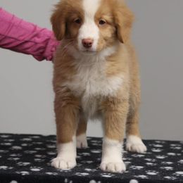 Border Collie and Nova Scotia Duck Tolling Retriever Puppies from Avatar