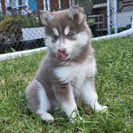 Dream - Lavender female Pomsky puppy in Elkton, Maryland from Pomsky Palace llc