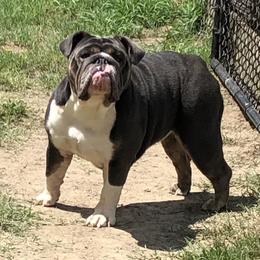 Harper - English Bulldog