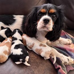 Cavalier King Charles Spaniel Puppies from Blue Ridge Cavaliers