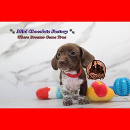RED - Piebald male Dachshund puppy in Liberty, Texas from Mini Chocolate Factory