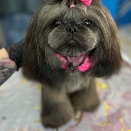 Chuwi - Shih Tzu