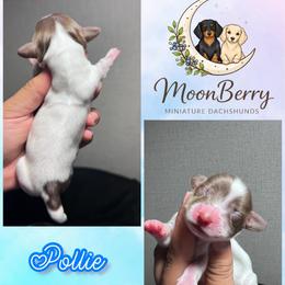 Pollie-CKC - Piebald male Dachshund puppy in Tecumseh, Oklahoma from MoonBerry Miniature Dachshunds
