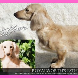 Esther - Dachshund